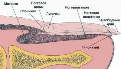 анатомия ногтя...