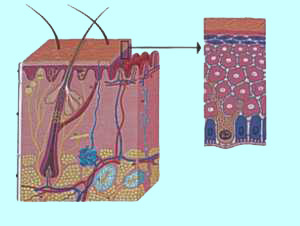 строение кожи...