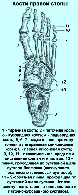 Строение Ног Человека Фото